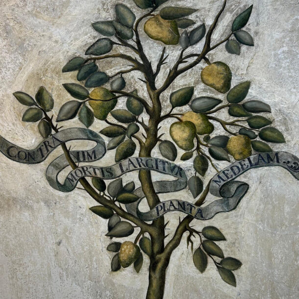 Albero cotogne farmacia - Abbazia Santa Maria del Bosco - Contessa Entellina